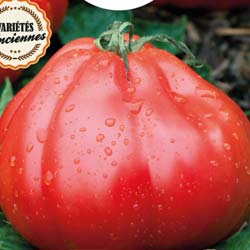 Tomate Liguria